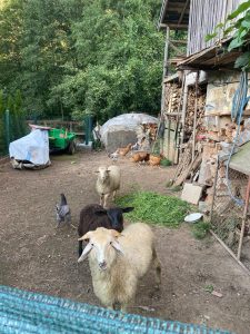 Китай дава зелени светлини на местно произведено лекарство за радиоактивни изображения