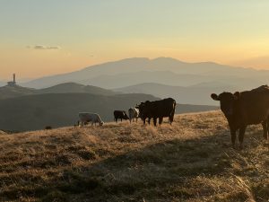 Започват кръстосаните проверки за Кампания 2026