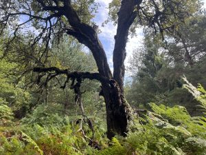 Проучването идентифицира причината за трагичния пожар в старчески дом в Хъбей