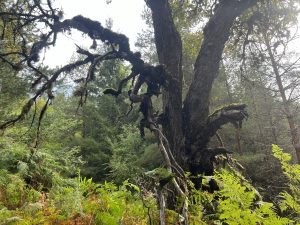 ДЕН НА ОТВОРЕНИТЕ ВРАТИ | БИМ