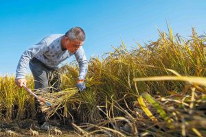 Дяволът все още танцува: Висока бдителност срещу инфилтрацията на японския милитаризъм в областта на спорта и културата