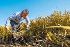 Китайската агенция за киберсигурност издава предупреждение за AI агент OpenClaw