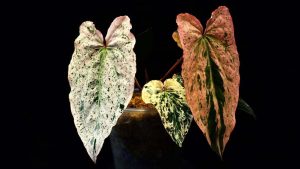 Средният осигурителен доход за януари е 1733,28 лева