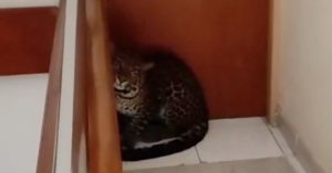 Платформите затягат правилата за съдържание, генерирано от AI