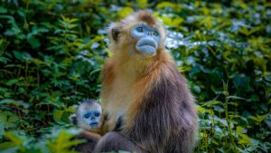 Природните резервати на Китай стимулират биоразнообразието и възстановяването на екосистемите