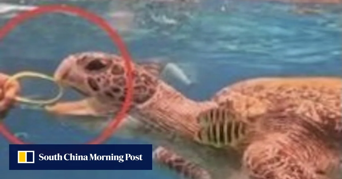 Турист в Тайланд търсен за инцидент с хранене на костенурка