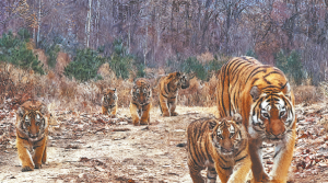 Наблюденията на семейства амурски тигри показват, че усилията на нацията за опазване се отплащат