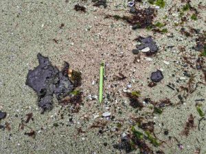 Резултатите от изследването на морските води край Варна потвърждават наличие на нефтопродукти