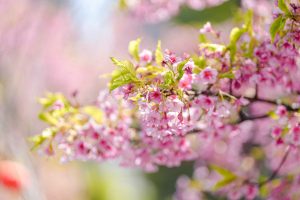 Фестивалът на цветята Jing’an 2026 обединява култура, туризъм и спорт