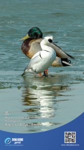 Мигриращи птици в езерото Синхуа, Дакинг, Хейлундзян